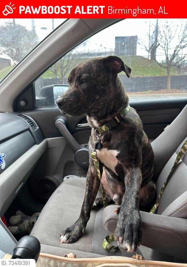 Lost Male Dog last seen Near 51st st N Birmingham 35212, Birmingham, AL 35212