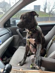 Lost Male Dog last seen Near 51st st N Birmingham 35212, Birmingham, AL 35212