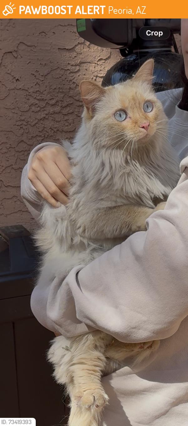 Found/Stray Unknown Cat last seen Near W Olive Ave, Peoria, AZ 85345