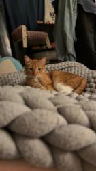 Lost Male Cat last seen Chinden & Star Rd, Meridian, ID 83646