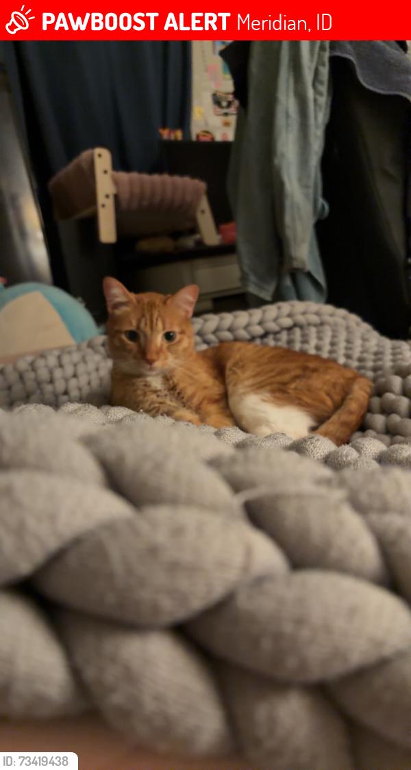 Lost Male Cat last seen Chinden & Star Rd, Meridian, ID 83646