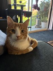 Reunited Female Cat last seen Park meadows cndmniums, Rolling Meadows, IL 60008