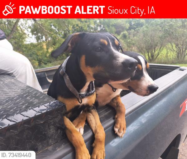 Lost Male Dog last seen Near N Rustin St, Sioux City, IA 51108
