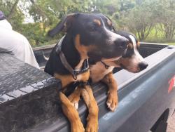 Lost Male Dog last seen Near N Rustin St, Sioux City, IA 51108