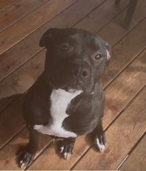 Reunited Male Dog last seen Downtown Gresham, Gresham, OR 97080