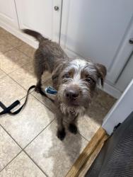 Found/Stray Male Dog last seen Eutaw Community, Fayetteville, NC 28303