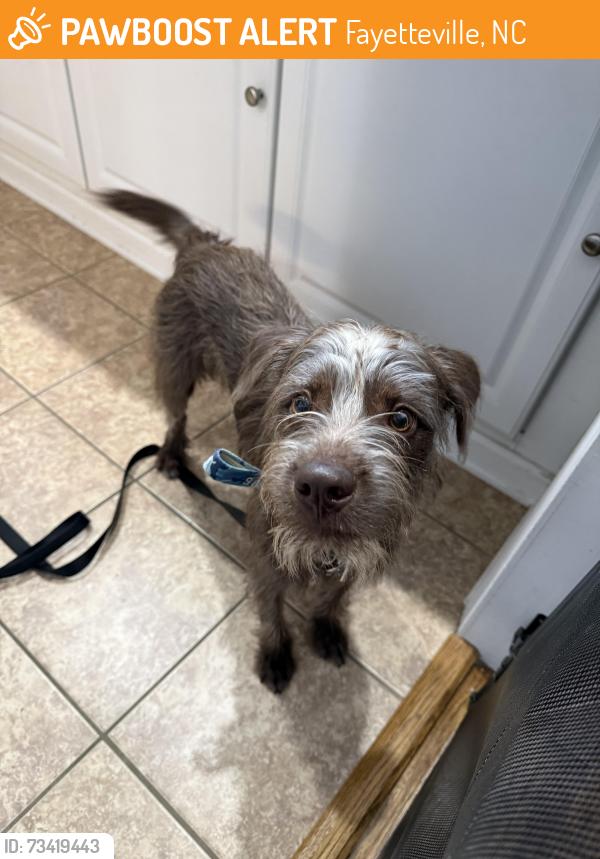 Found/Stray Male Dog last seen Eutaw Community, Fayetteville, NC 28303