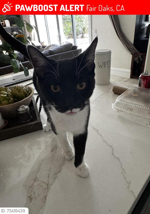 Lost Male Cat last seen Sunrise & Fair Oaks Boulevard, Fair Oaks, CA 95628