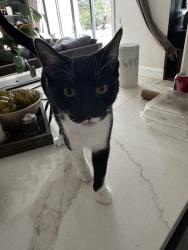 Lost Male Cat last seen Sunrise & Fair Oaks Boulevard, Fair Oaks, CA 95628