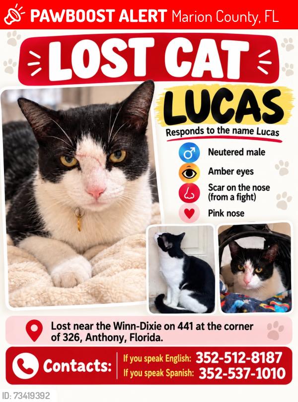 Lost Female Cat last seen NE 79th St Rd Ocala, FL 34479, Marion County, FL 34479