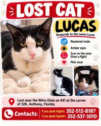 Lost Female Cat last seen NE 79th St Rd Ocala, FL 34479, Marion County, FL 34479