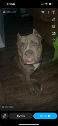 Reunited Male Dog last seen Tarrant, Al, Tarrant, AL 35217