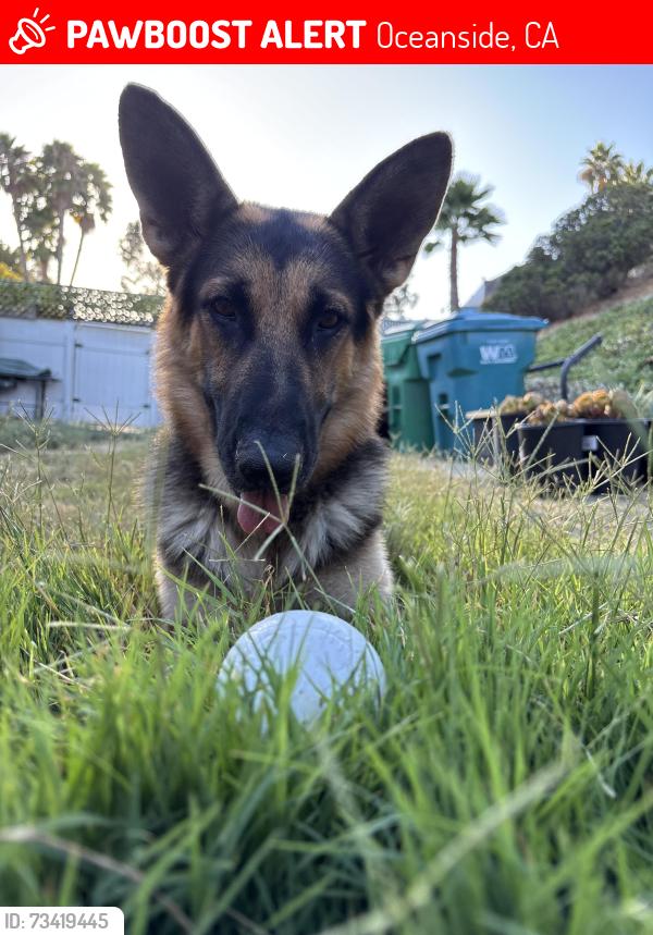 Lost Male Dog last seen Last seen running down the street out of the park, Oceanside, CA 92057