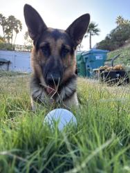 Lost Male Dog last seen Last seen running down the street out of the park, Oceanside, CA 92057