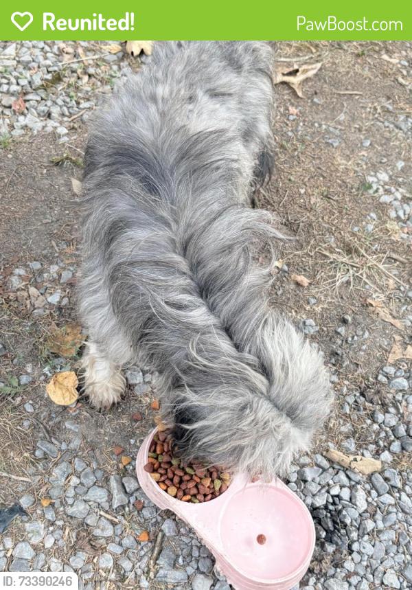 Reunited Male Dog last seen Self dr ne Dalton ga, Dalton, GA 30721