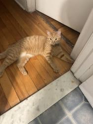 Lost Female Cat last seen mont royal, Montréal, QC H2J 3S6