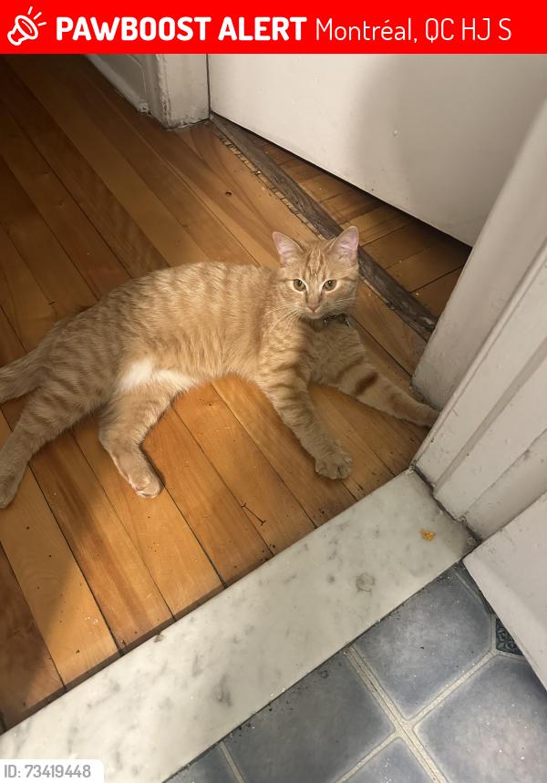 Lost Female Cat last seen mont royal, Montréal, QC H2J 3S6