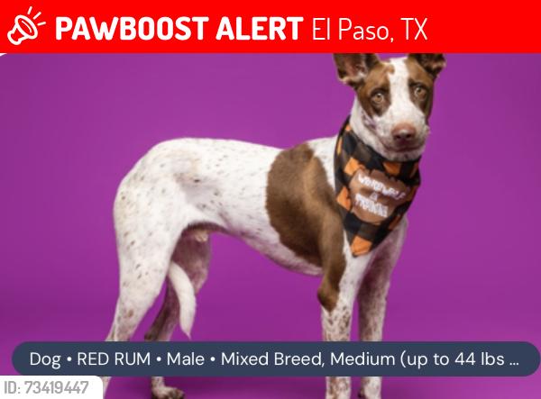 Lost Male Dog last seen Petsmart, El Paso, TX 79922