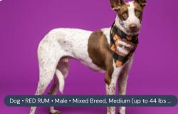 Lost Male Dog last seen Petsmart, El Paso, TX 79922