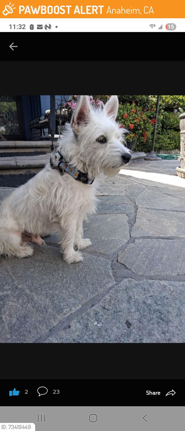 Found/Stray Male Dog last seen Lincoln and Dale, Anaheim, CA, Anaheim, CA 92804