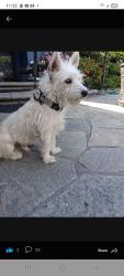 Found/Stray Male Dog last seen Lincoln and Dale, Anaheim, CA, Anaheim, CA 92804