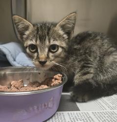 Shelter Stray Female Cat last seen Near Market Street, San Diego, CA, 92102, 5500 Gaines St, San Diego, CA 92110, USA