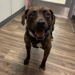 Shelter Stray Male Dog last seen Near S 43rd Street, San Diego, CA, 92113, 5500 Gaines St, San Diego, CA 92110, USA
