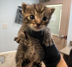 Shelter Stray Male Cat last seen Near Rosalinda Street, San Diego, CA, 92154, 5500 Gaines St, San Diego, CA 92110, USA