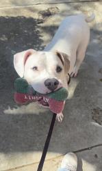 Shelter Stray Male Dog last seen Polk Avenue, San Diego, CA, 92105, 5500 Gaines St, San Diego, CA 92110, USA