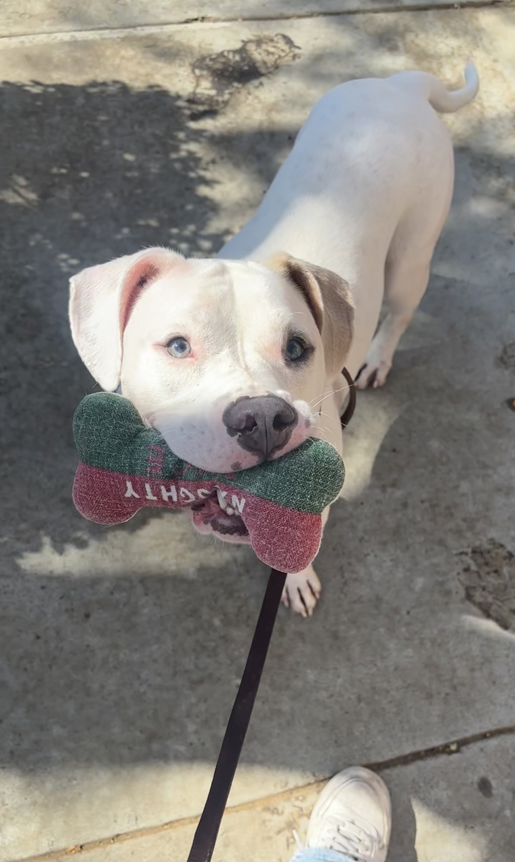 Shelter Stray Male Dog last seen Polk Avenue, San Diego, CA, 92105, 5500 Gaines St, San Diego, CA 92110, USA