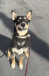 Shelter Stray Male Dog last seen Near Kelton Road, San Diego, CA, 92114, 5500 Gaines St, San Diego, CA 92110, USA