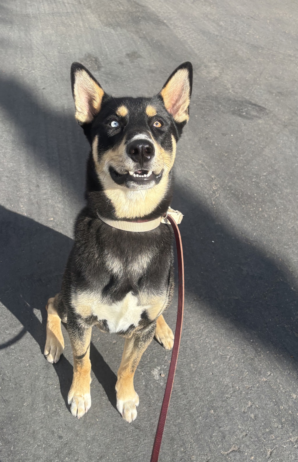 Shelter Stray Male Dog last seen Near Kelton Road, San Diego, CA, 92114, 5500 Gaines St, San Diego, CA 92110, USA