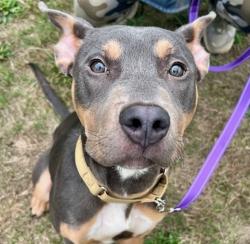 Shelter Stray Male Dog last seen NE Multnomah Street, PORTLAND, OR, 97232, 1700 W Historic Columbia River Hwy, Troutdale, OR 97060, USA