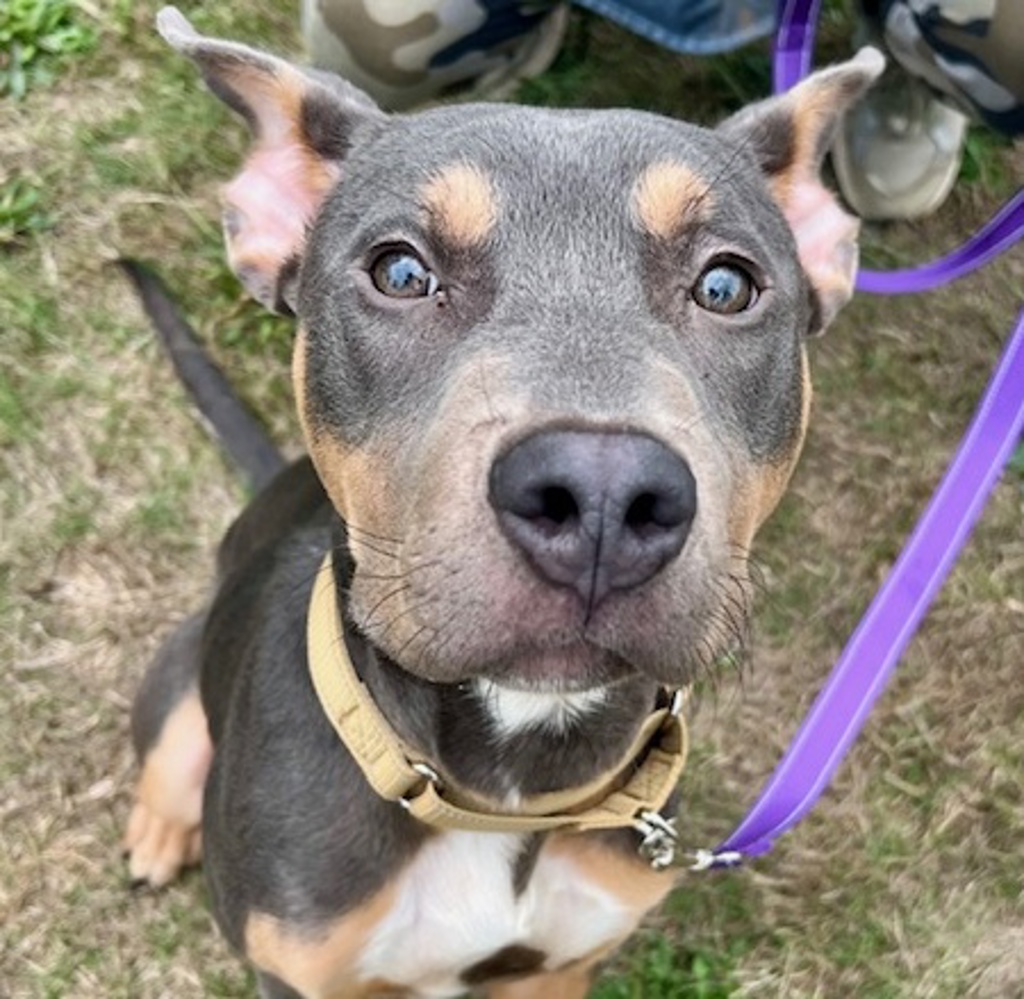 Shelter Stray Male Dog last seen NE Multnomah Street, PORTLAND, OR, 97232, 1700 W Historic Columbia River Hwy, Troutdale, OR 97060, USA
