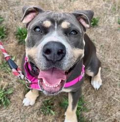 Shelter Stray Female Dog last seen ADOPTION RETURN, OR, 1700 W Historic Columbia River Hwy, Troutdale, OR 97060, USA