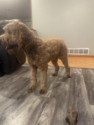 Lost Male Dog last seen Near Wesley Dr eatonrapids Michigan, Eaton Rapids, MI 48827