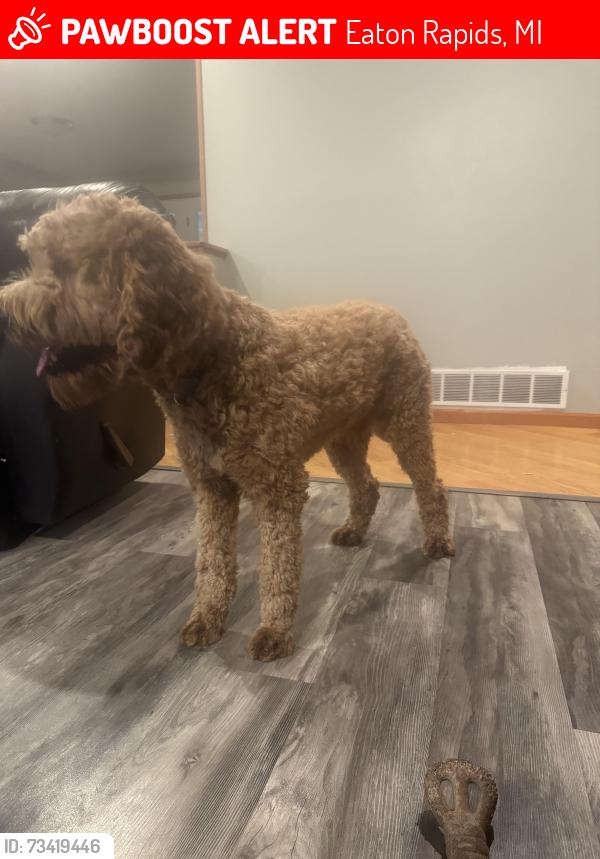 Lost Male Dog last seen Near Wesley Dr eatonrapids Michigan, Eaton Rapids, MI 48827