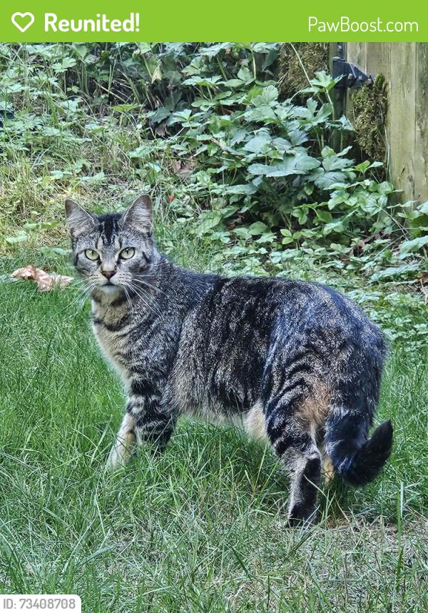 Reunited Unknown Cat last seen Whitman Lake, Benbow Dr. E, Graham, WA 98338