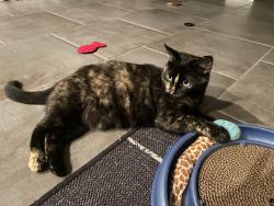 Lost Female Cat last seen Fall Creek Dr and Green Field Dr, Cedar Park, TX 78613