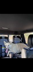 Reunited Female Dog last seen El Sobrante, CA 92503, USA, El Sobrante, CA 92503