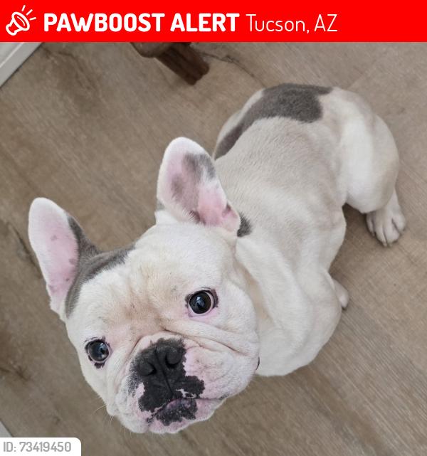 Lost Male Dog last seen Valencia & Headley, Tucson, AZ 85746