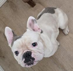 Lost Male Dog last seen Valencia & Headley, Tucson, AZ 85746