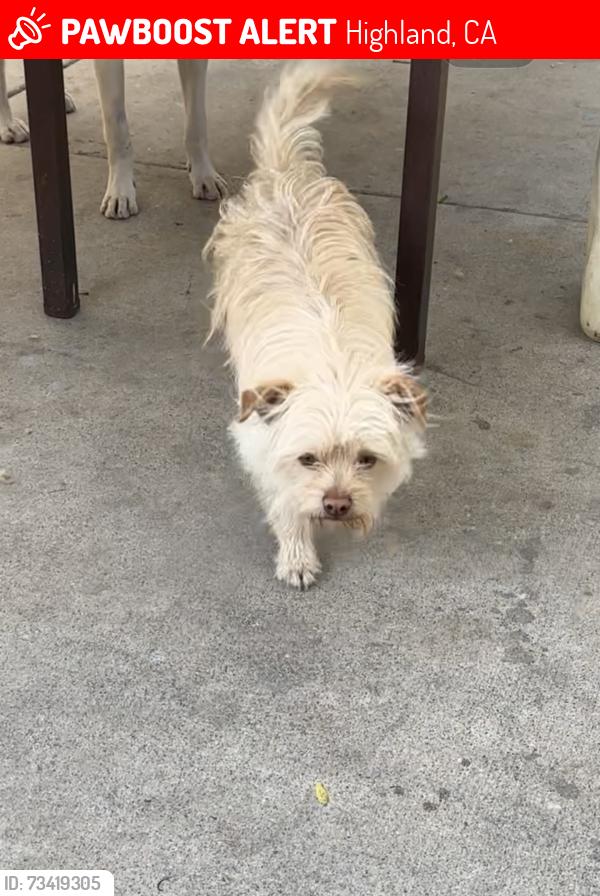 Lost Male Dog last seen Palm Ave & E Third St, Highland, CA 92346