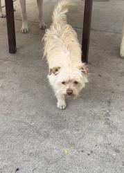 Lost Male Dog last seen Palm Ave & E Third St, Highland, CA 92346