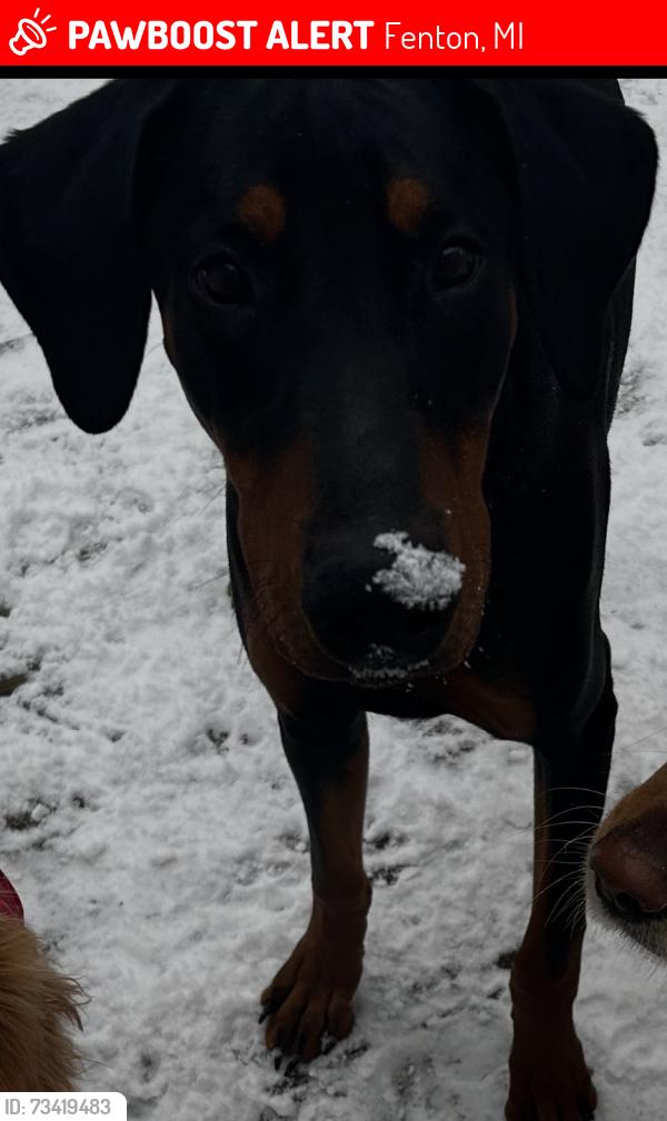 Lost Male Dog last seen West and Beach, Fenton, MI 48430