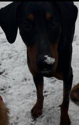 Lost Male Dog last seen West and Beach, Fenton, MI 48430