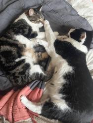 Reunited Female Cat last seen Underneath deck at 2 Boynton Court (14th Street between Church & Sanchez), San Francisco, CA 94114