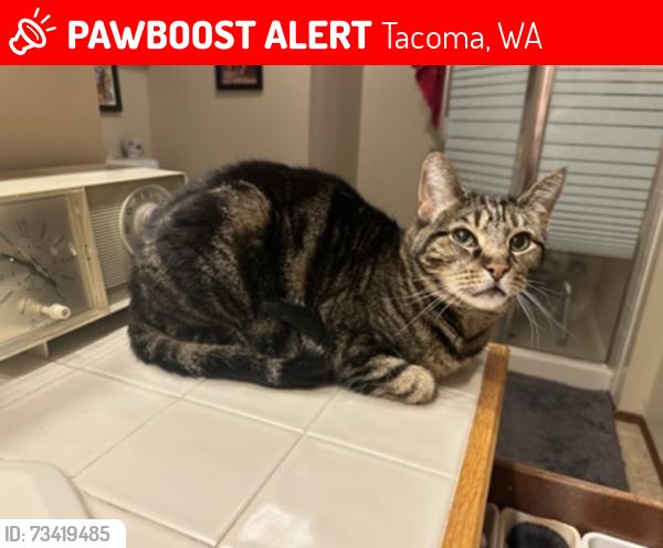 Lost Female Cat last seen N Ferdinand & N 35th, Tacoma, WA 98407