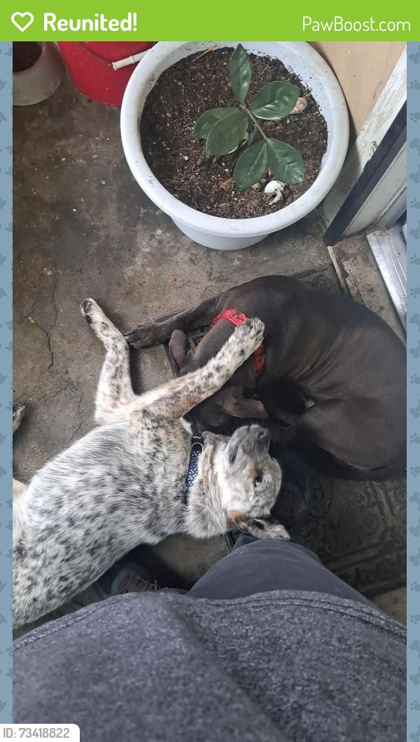 Reunited Male Dog last seen Denholm drive and Durfee, El Monte, CA 91732