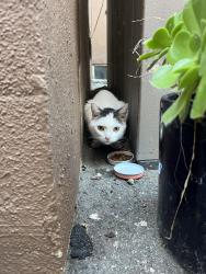 Reunited Female Cat last seen Venice blvd and Brenta pl., Los Angeles, CA 90291